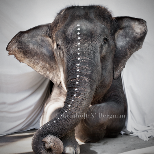 Elephant Adele – A Love Warriors Portrait