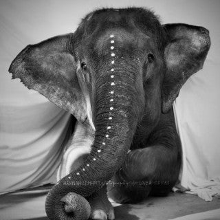 Elephant Adele – Limited Edition