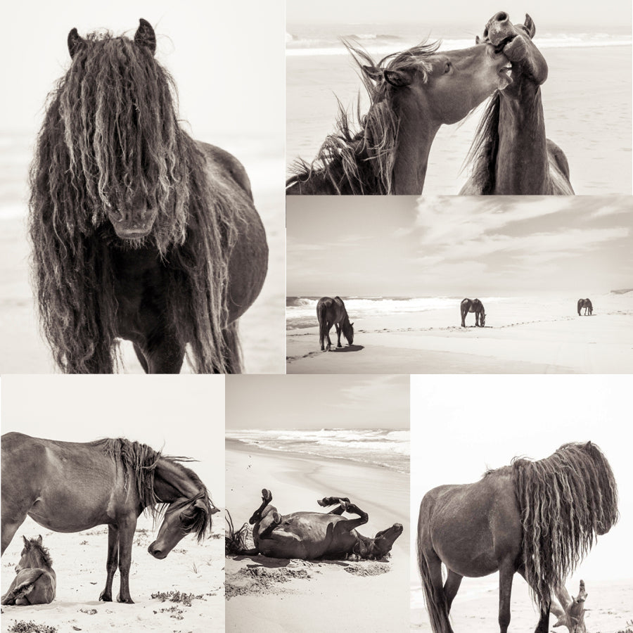 Horse Love - From the Horses of Sable Island Collection