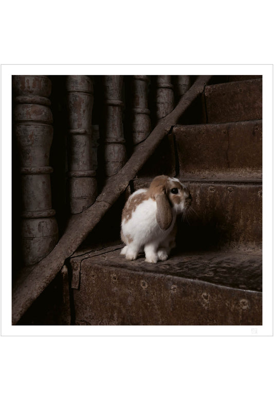 Bunny on the stairs