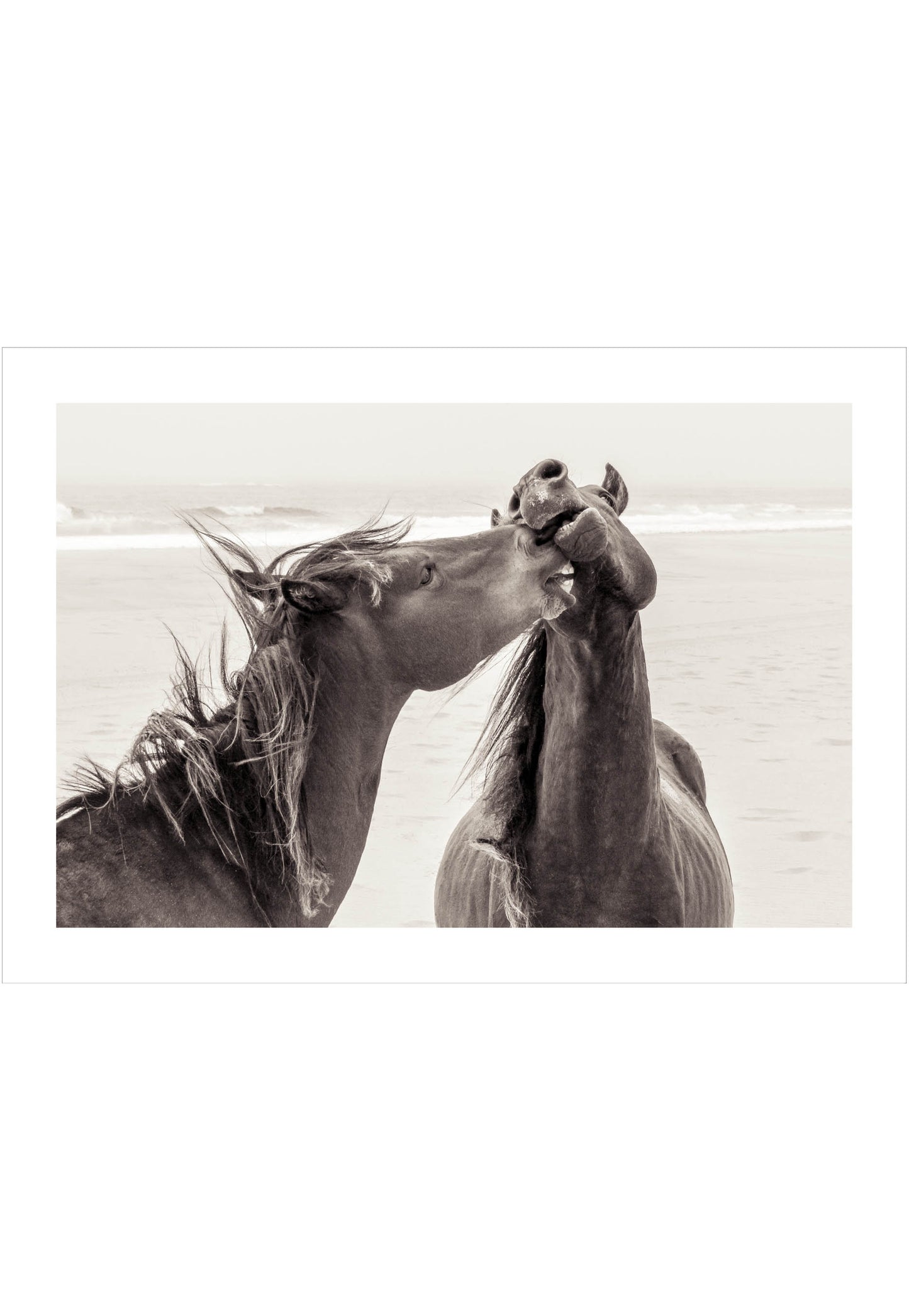 Horse Love - From the Horses of Sable Island Collection