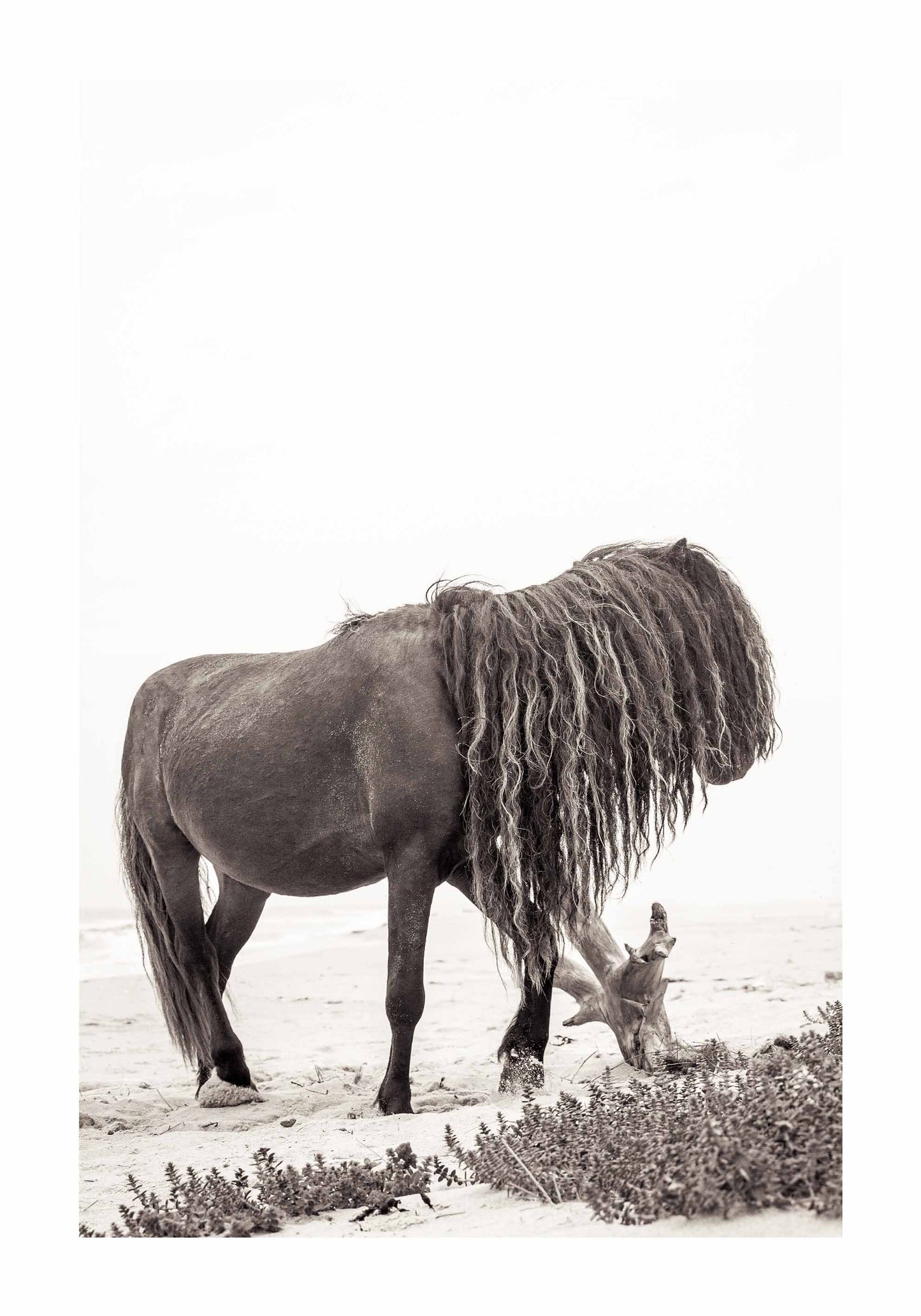 Horse with long mane - Outlet