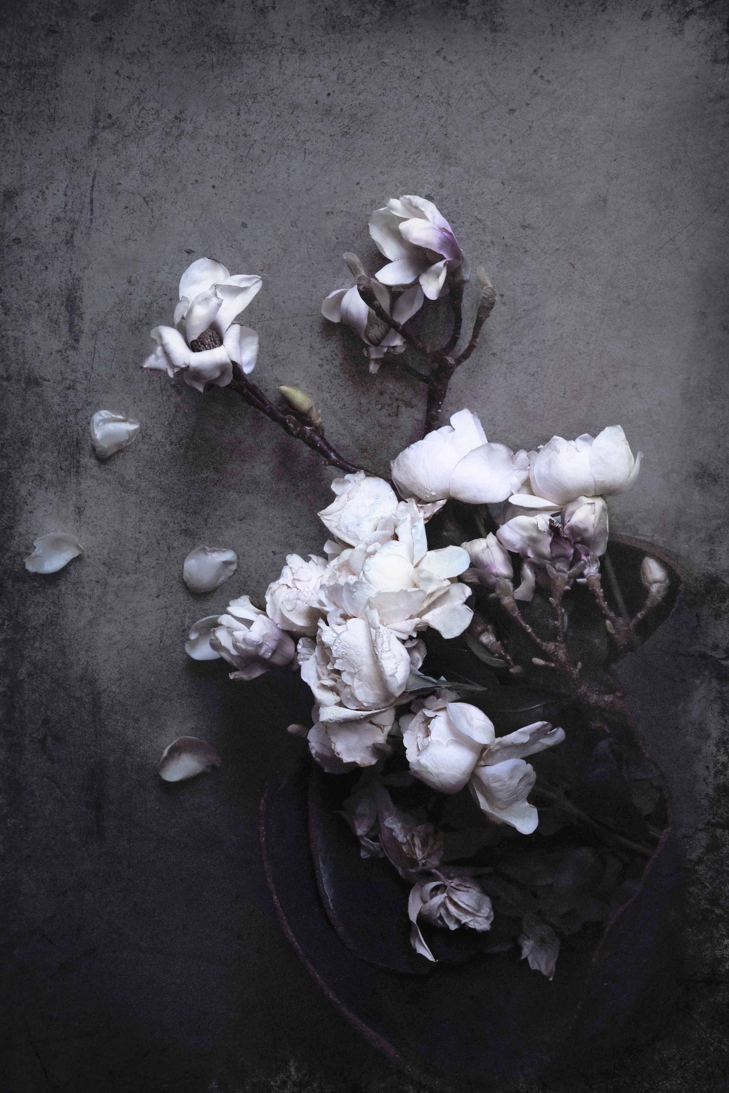 Isolde – Magnolia and roses