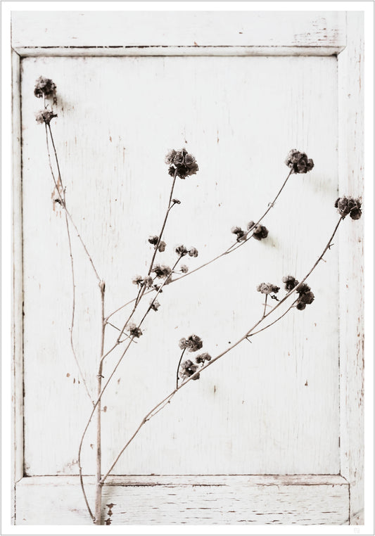 Monochrome Flower - from our Botanical and Flowers collection