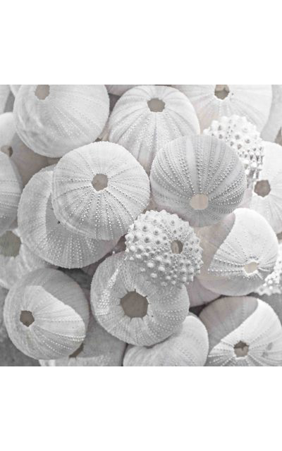Sea Urchin and Shell – from the Summer Vibes Collection