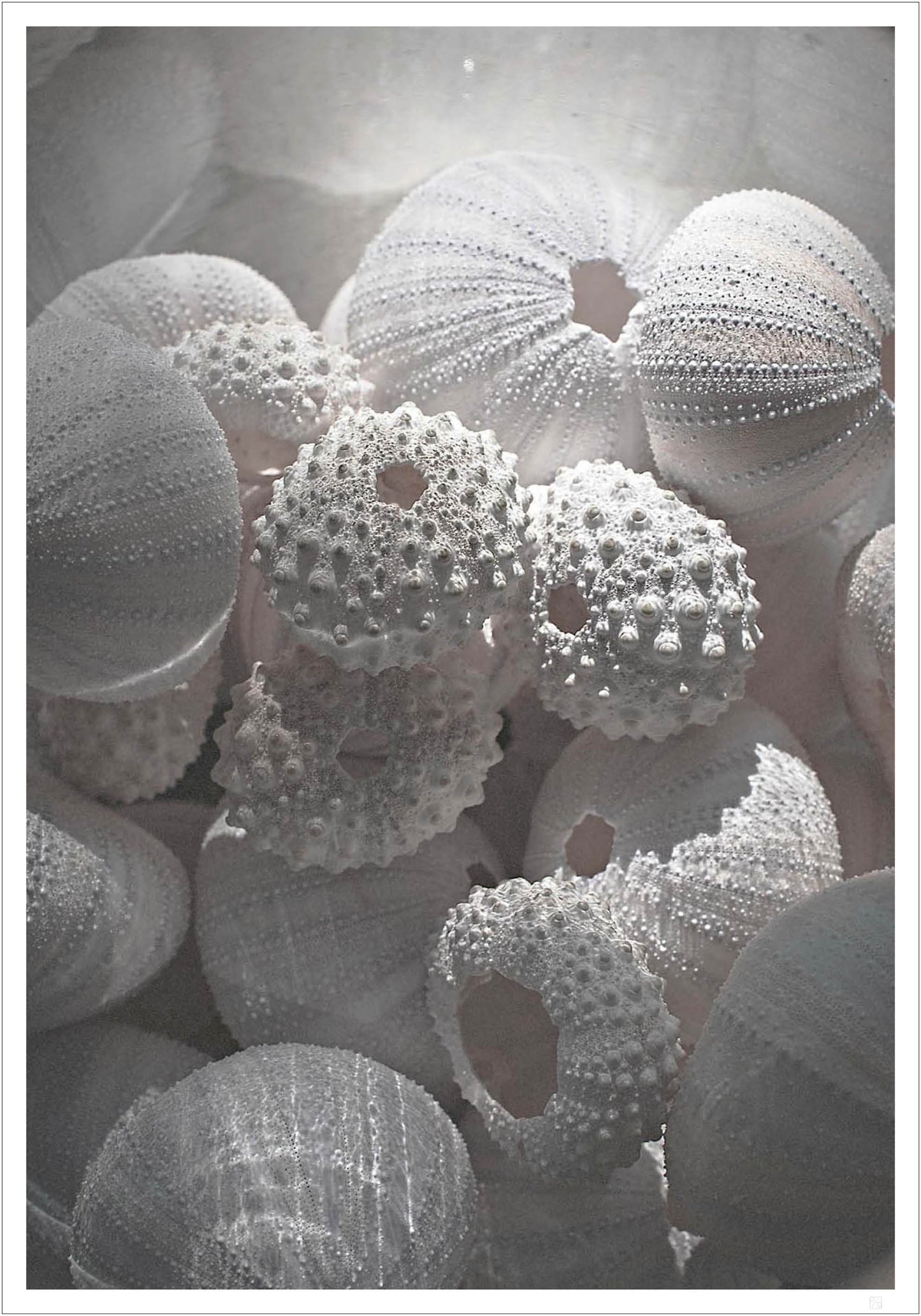 Sea Urchin in Water – from the Summer Vibes Collection