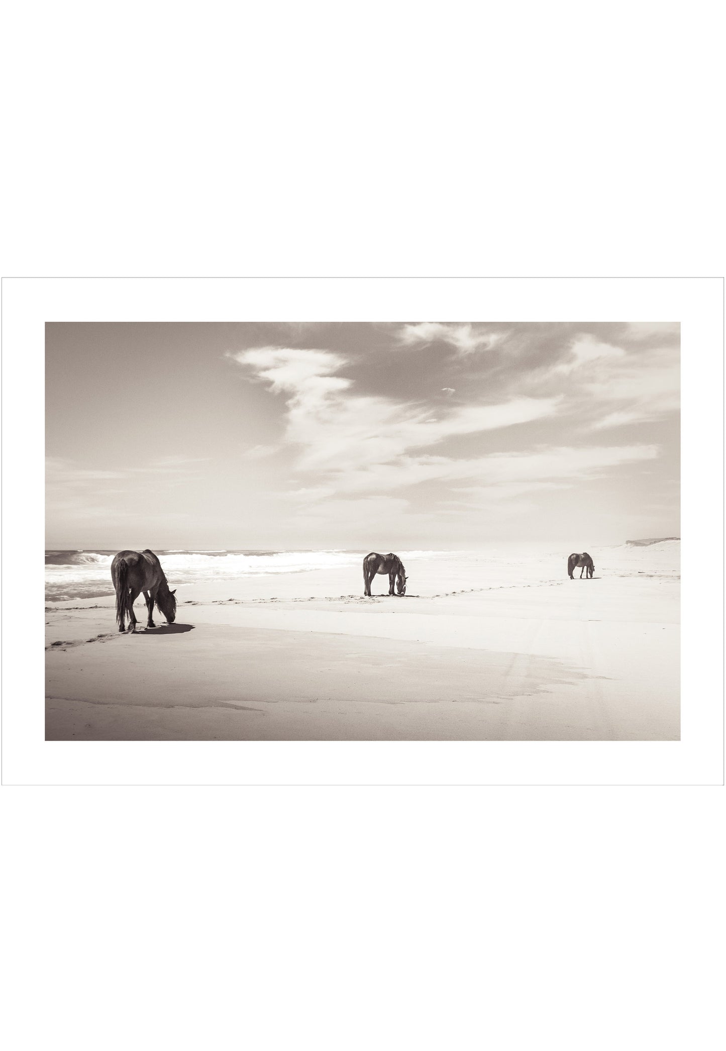 Three horses on the beach