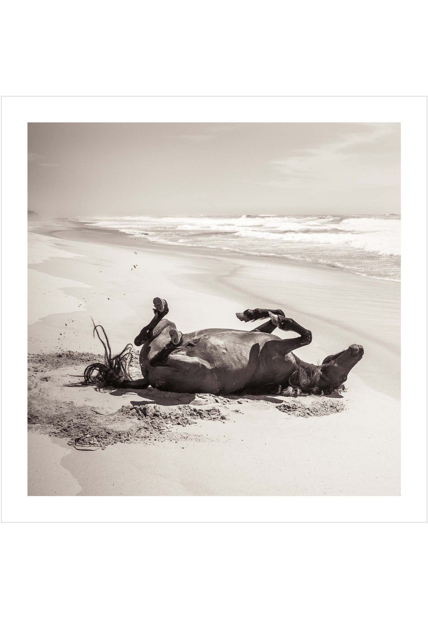 Wild horse on the beach