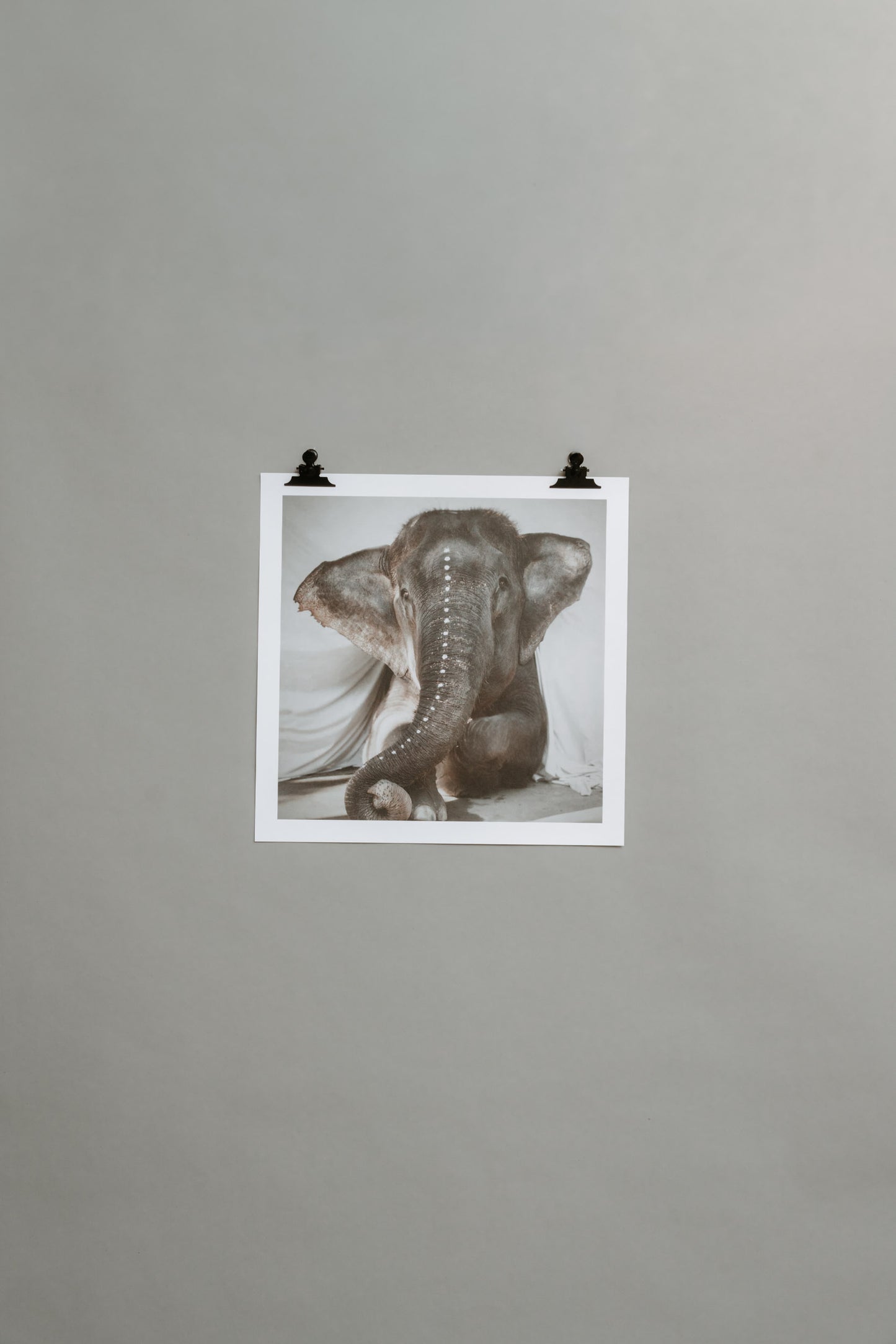 Elephant Adele – A Love Warriors Portrait