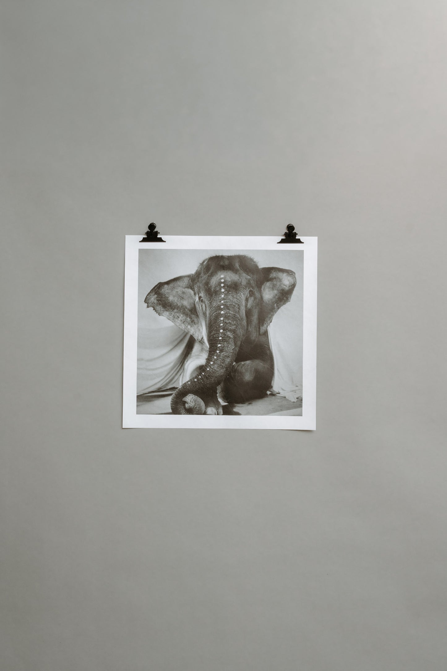 Elephant Adele – Limited Edition