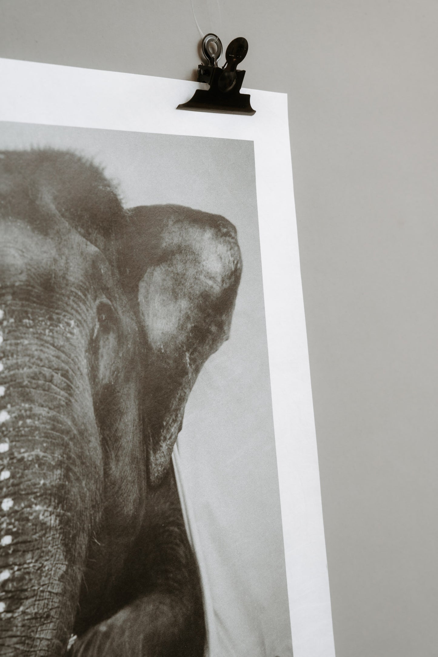Elephant Adele – A Love Warriors Portrait