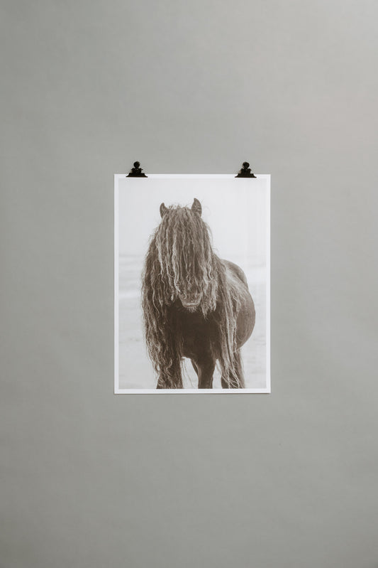 Black Wild Horse – From the Horses of Sable Island Collection