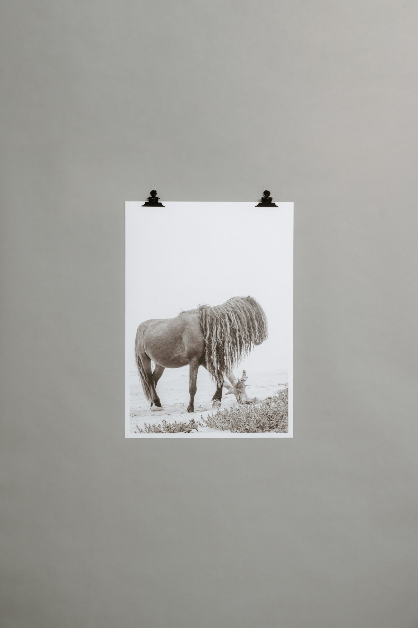 Horse with Long Mane – From the Horses of Sable Island Collection