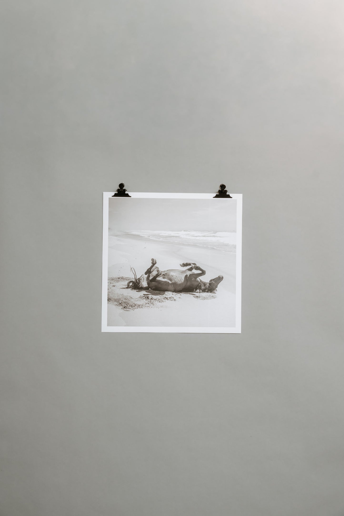 Wild horse on the beach