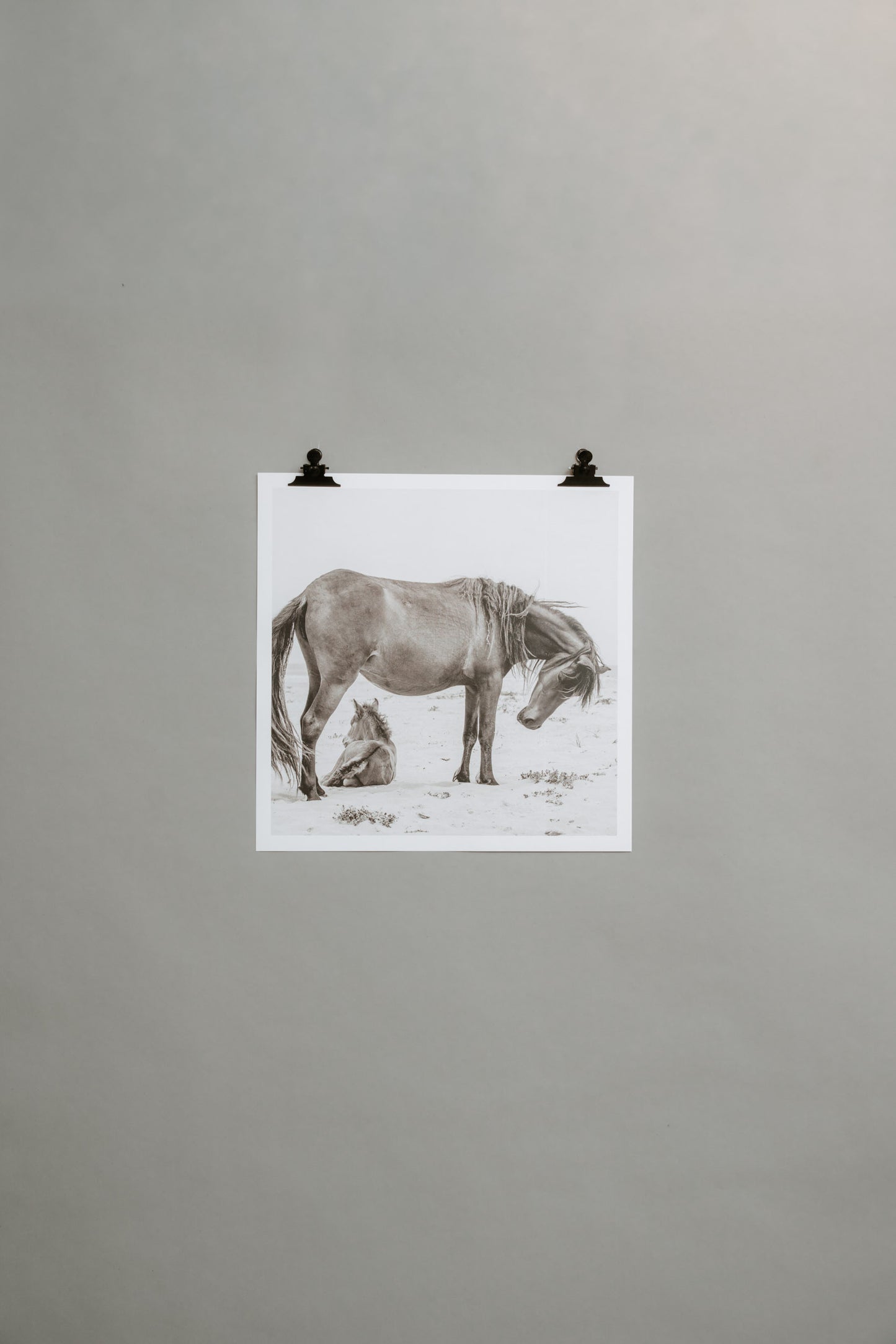 Wild Horse with Foal – From the Horses of Sable Island Collection