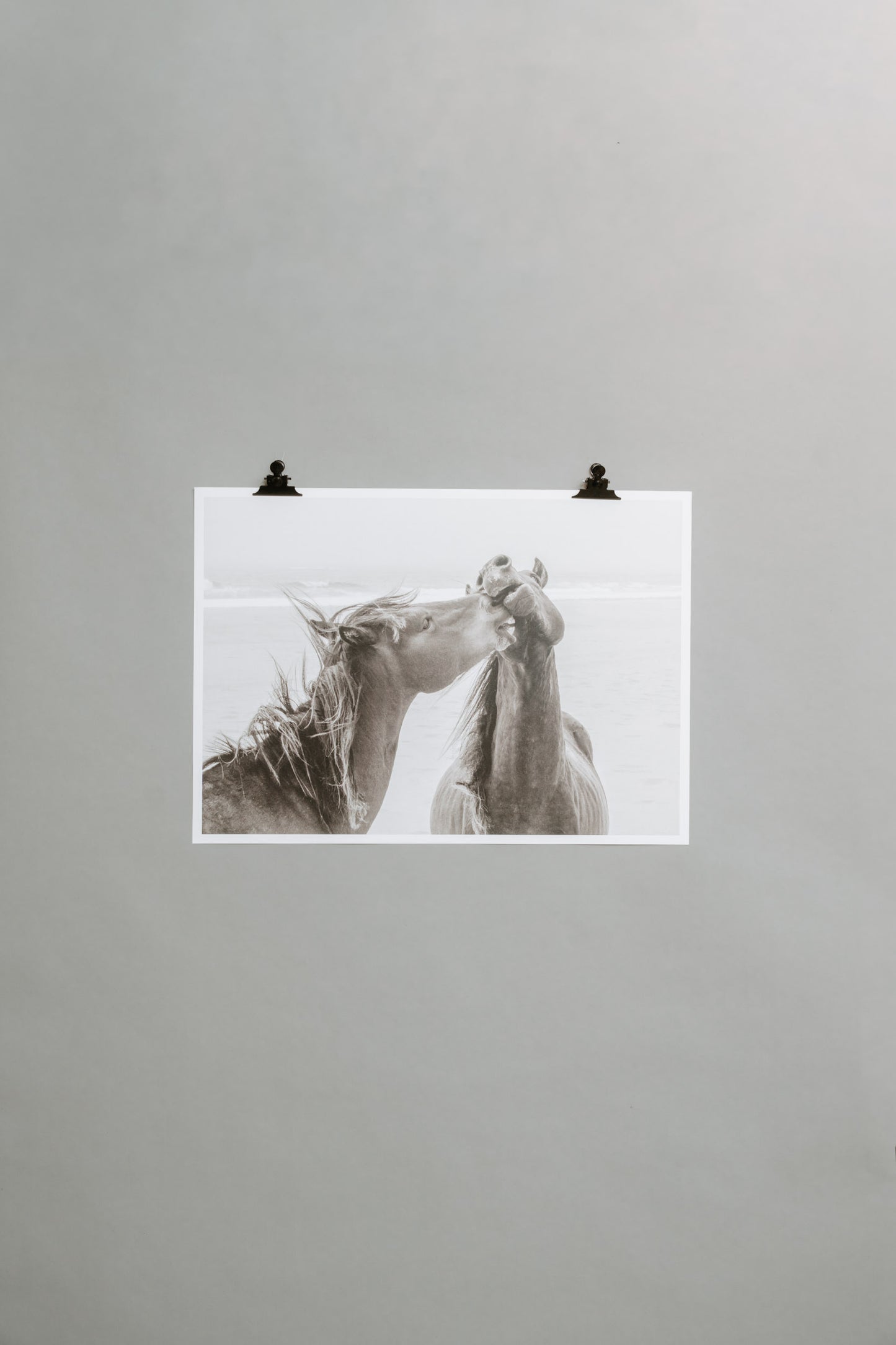 Horse Love - From the Horses of Sable Island Collection