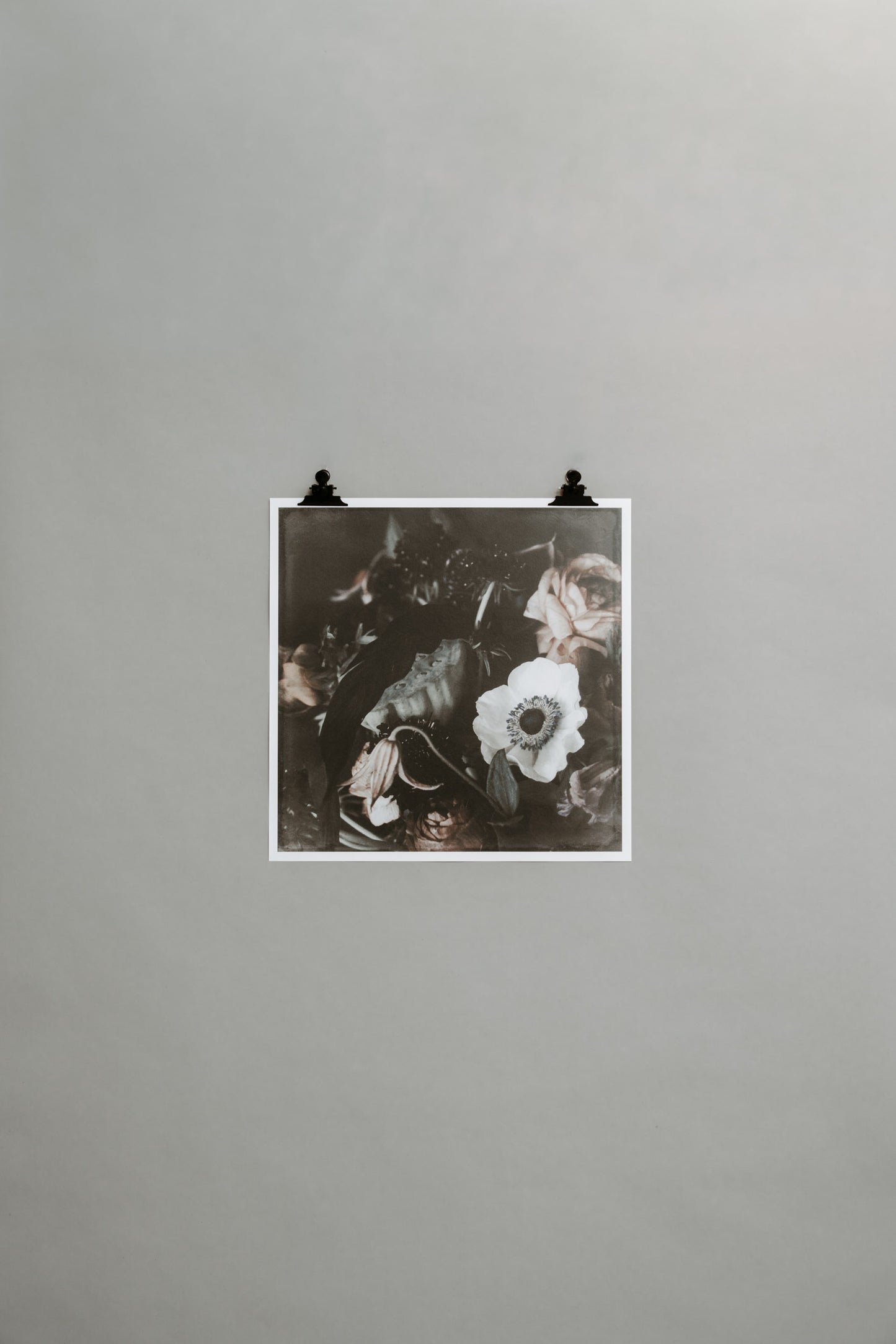 Nights in Paris – Ranunculus flower