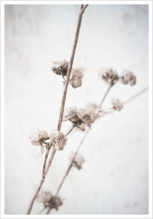 Dried autumn flowers