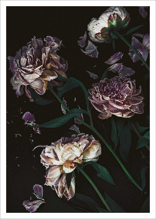 Fallen peonies