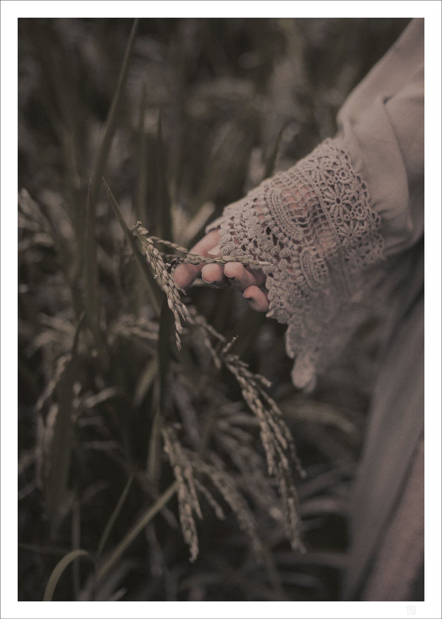 Hand and rice field - OUTLET