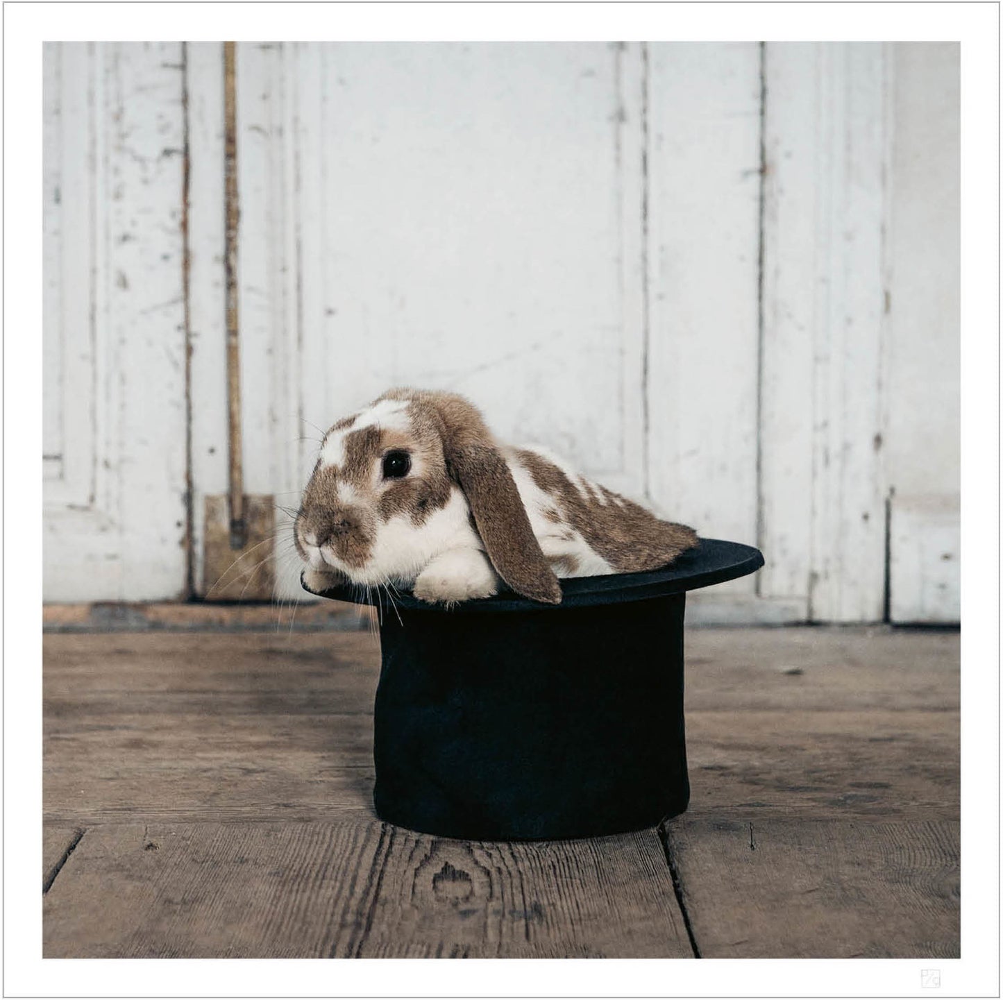 Hocus Pocus bunny in a hat