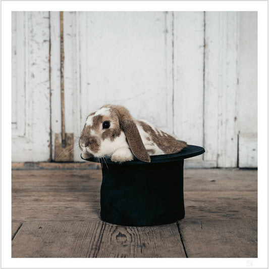 Hocus Pocus bunny in a hat