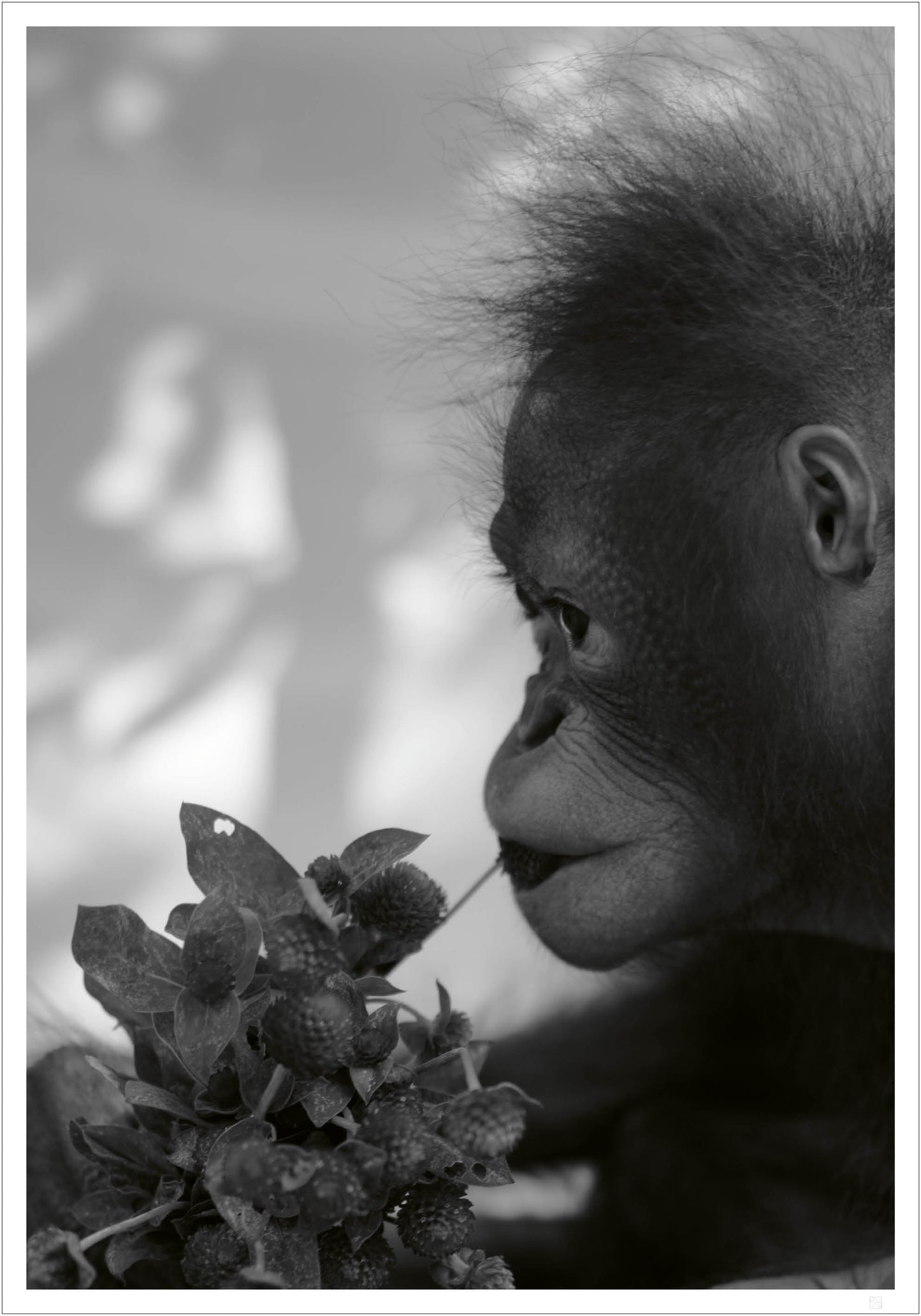 Orangutan and flower - Outlet