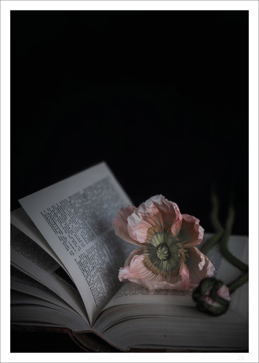 Pink poppy in a book