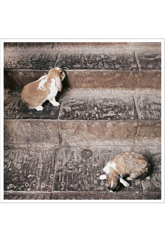 Two bunnies on the stairs