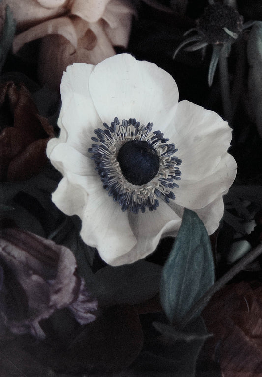 White ranunculus flower