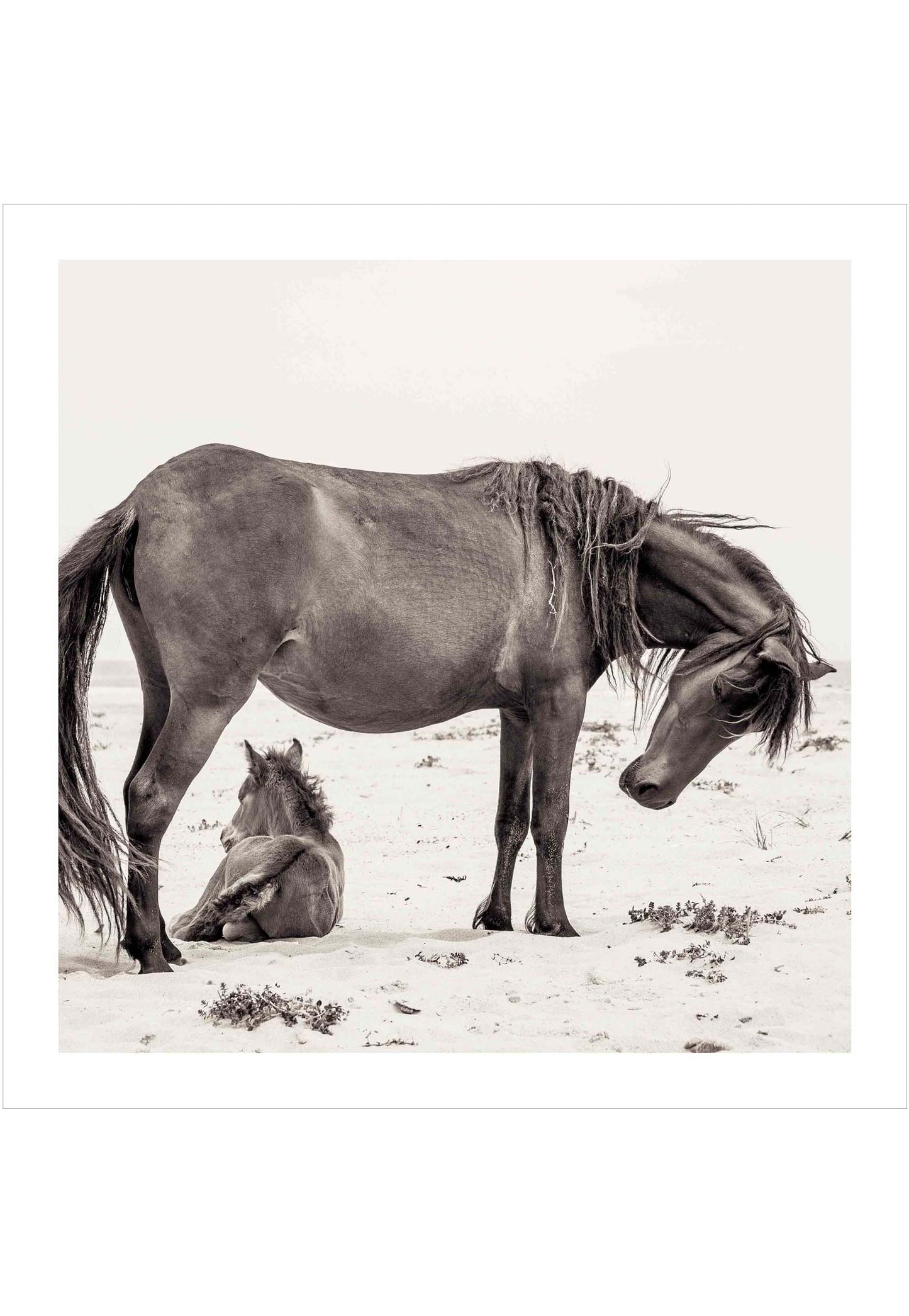 Wild horse with foal