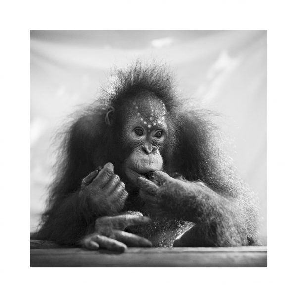 Lovely phot of orangutan baby Fajar