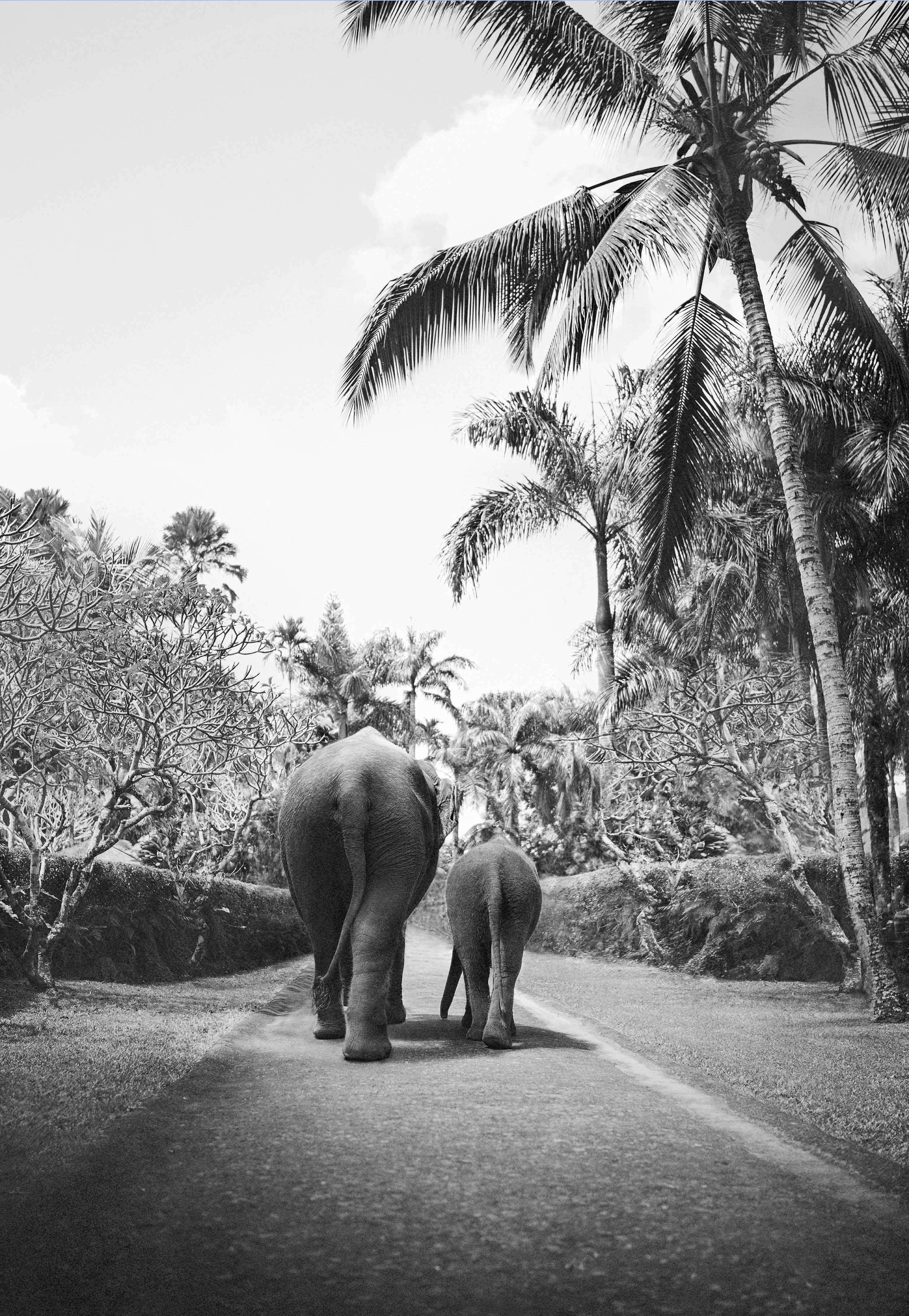 Two elephants on elephant walk
