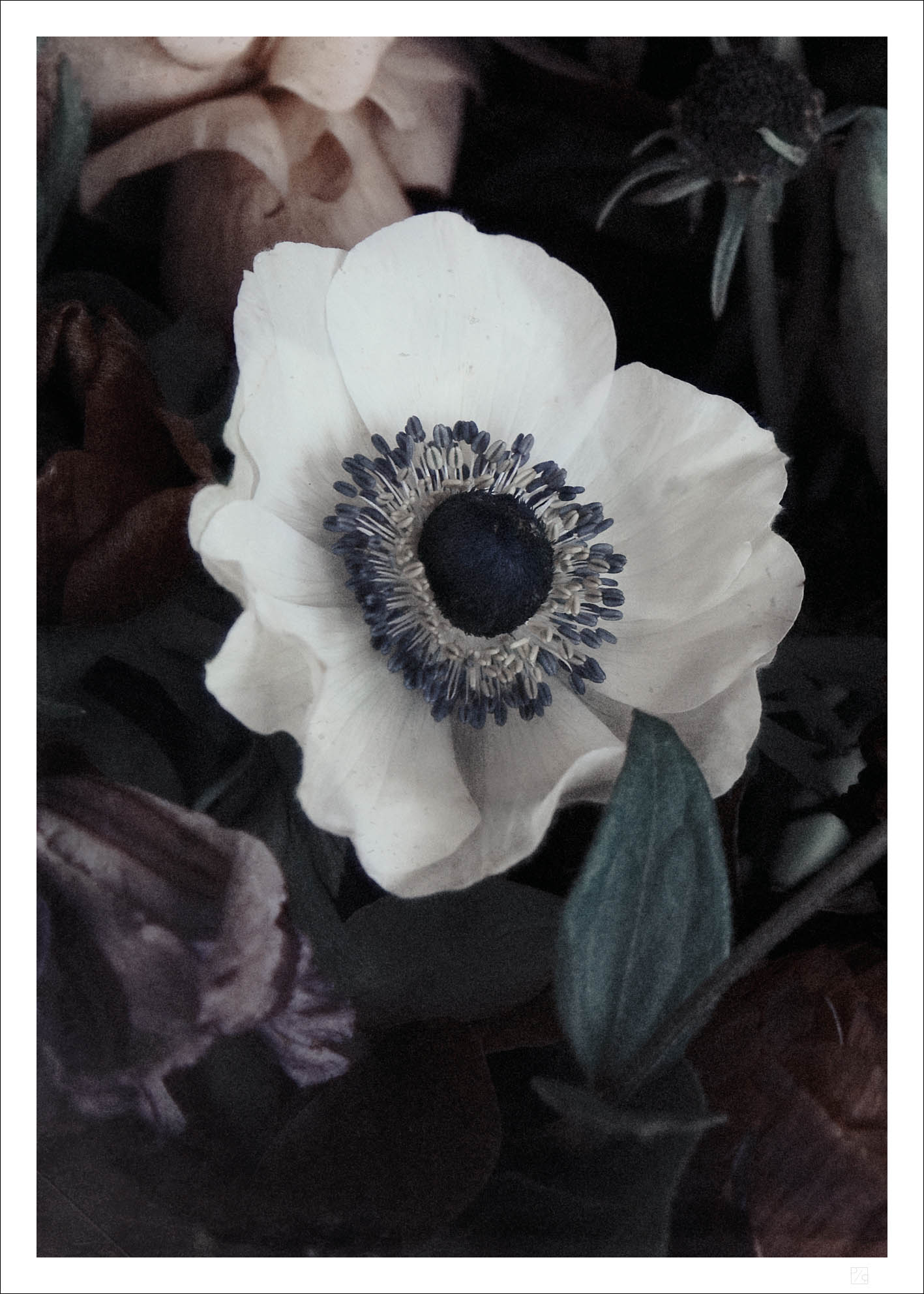 Beautiful and arty poster of a white ranunculus flower in close up makes the White ranunculus flower poster