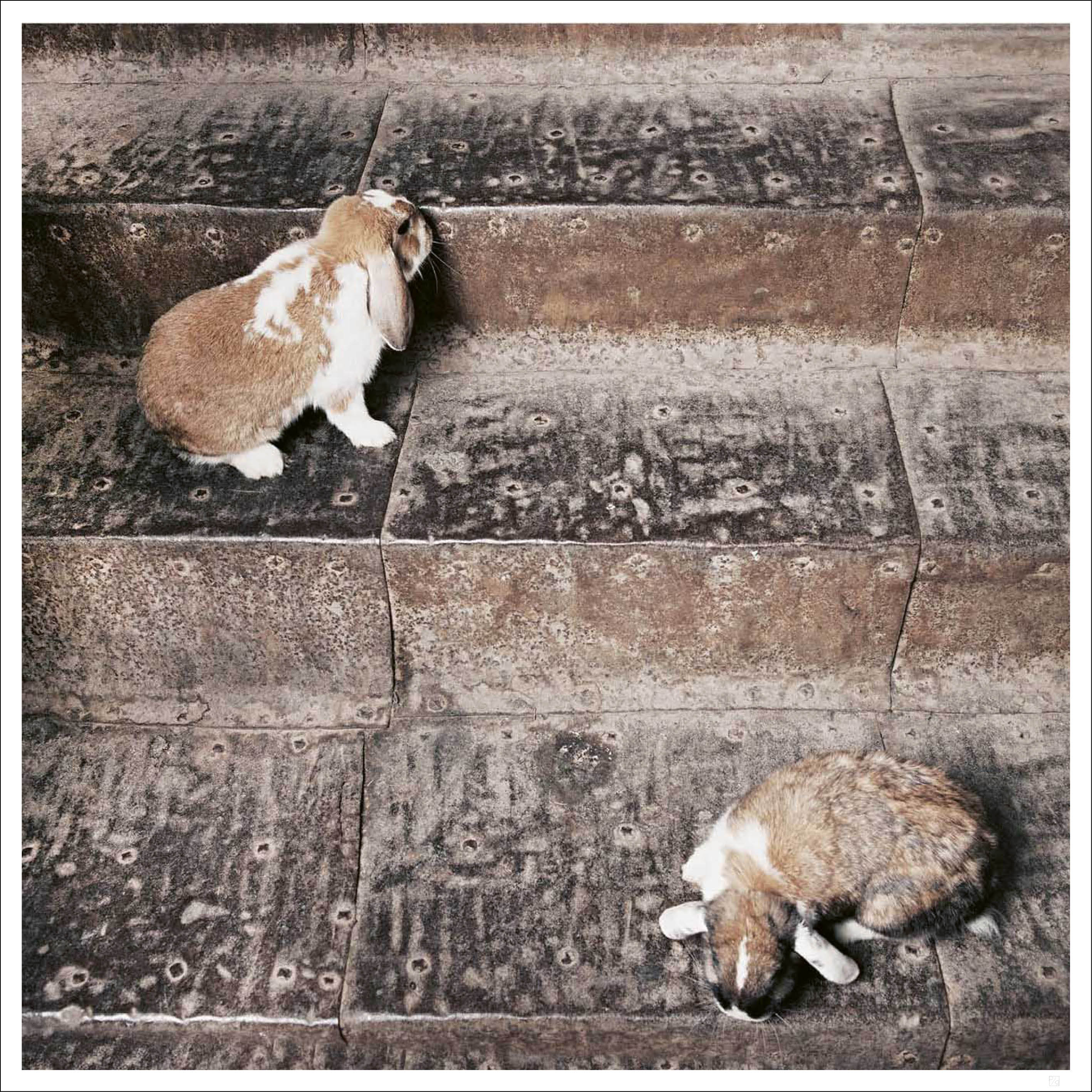 Bunnies on stair poster