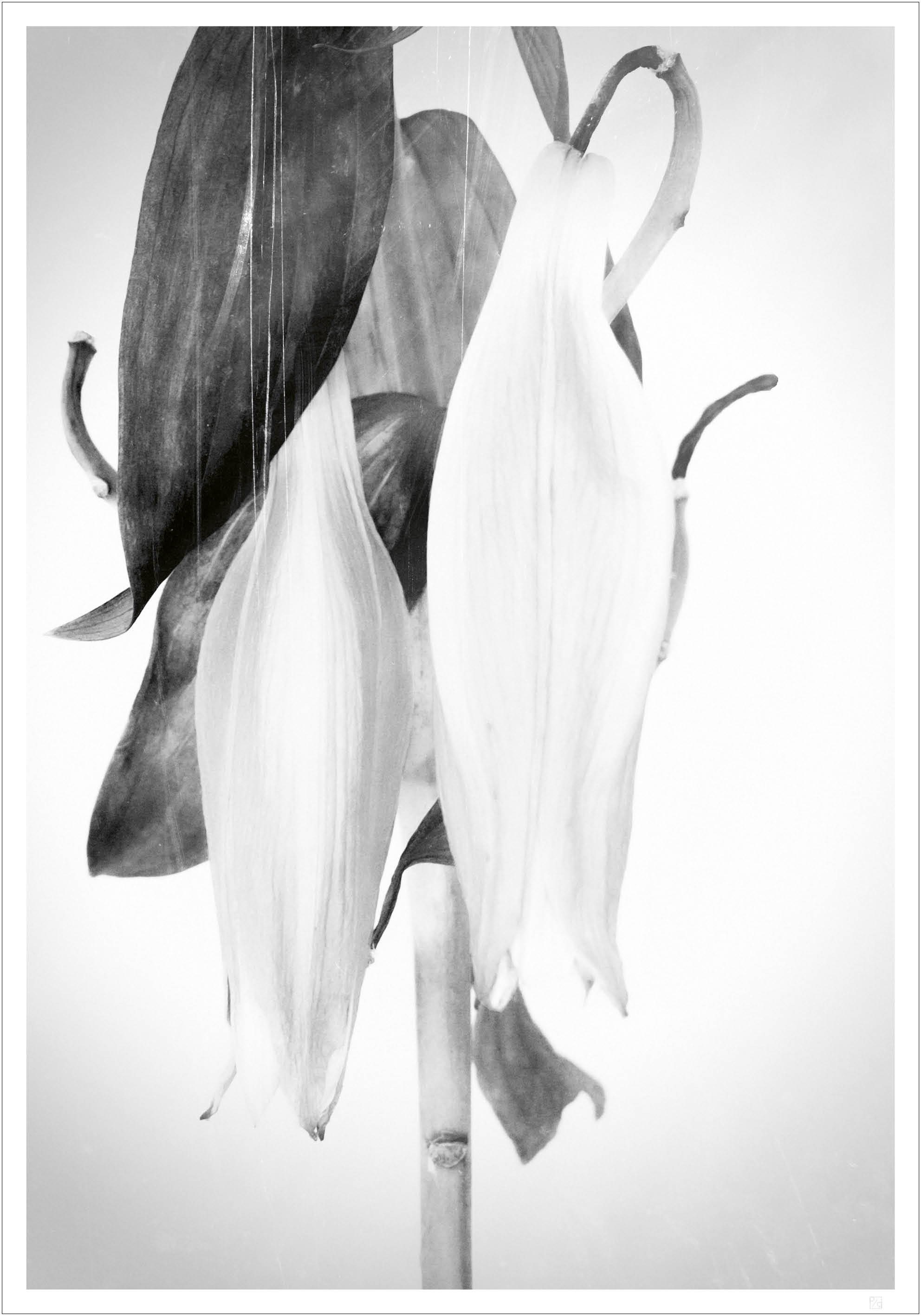Black and white lilies