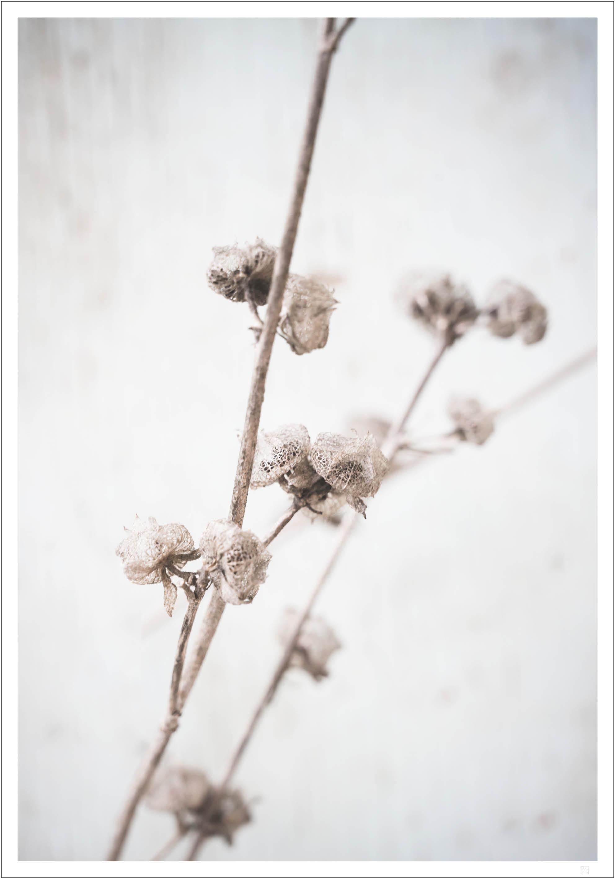 dried autumn flowers poster