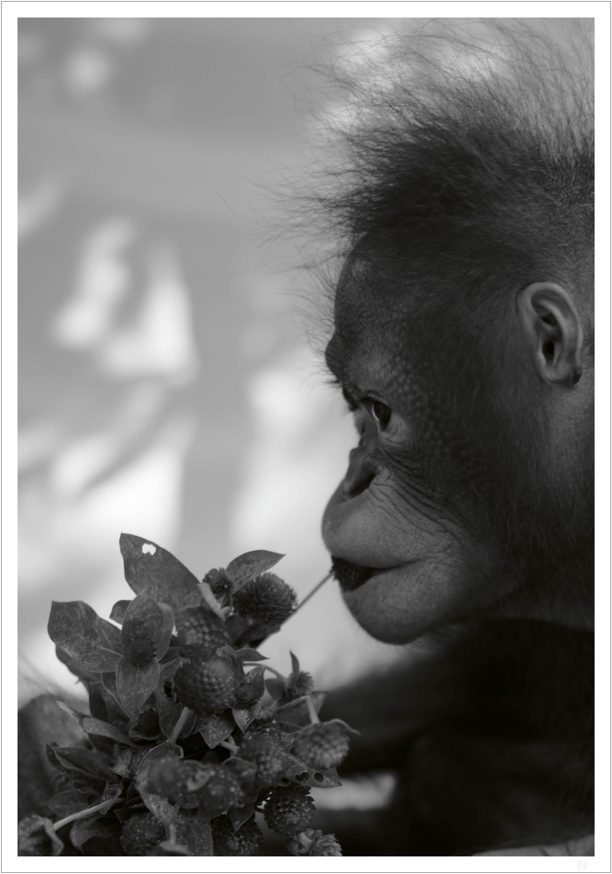 Orangutan and flower