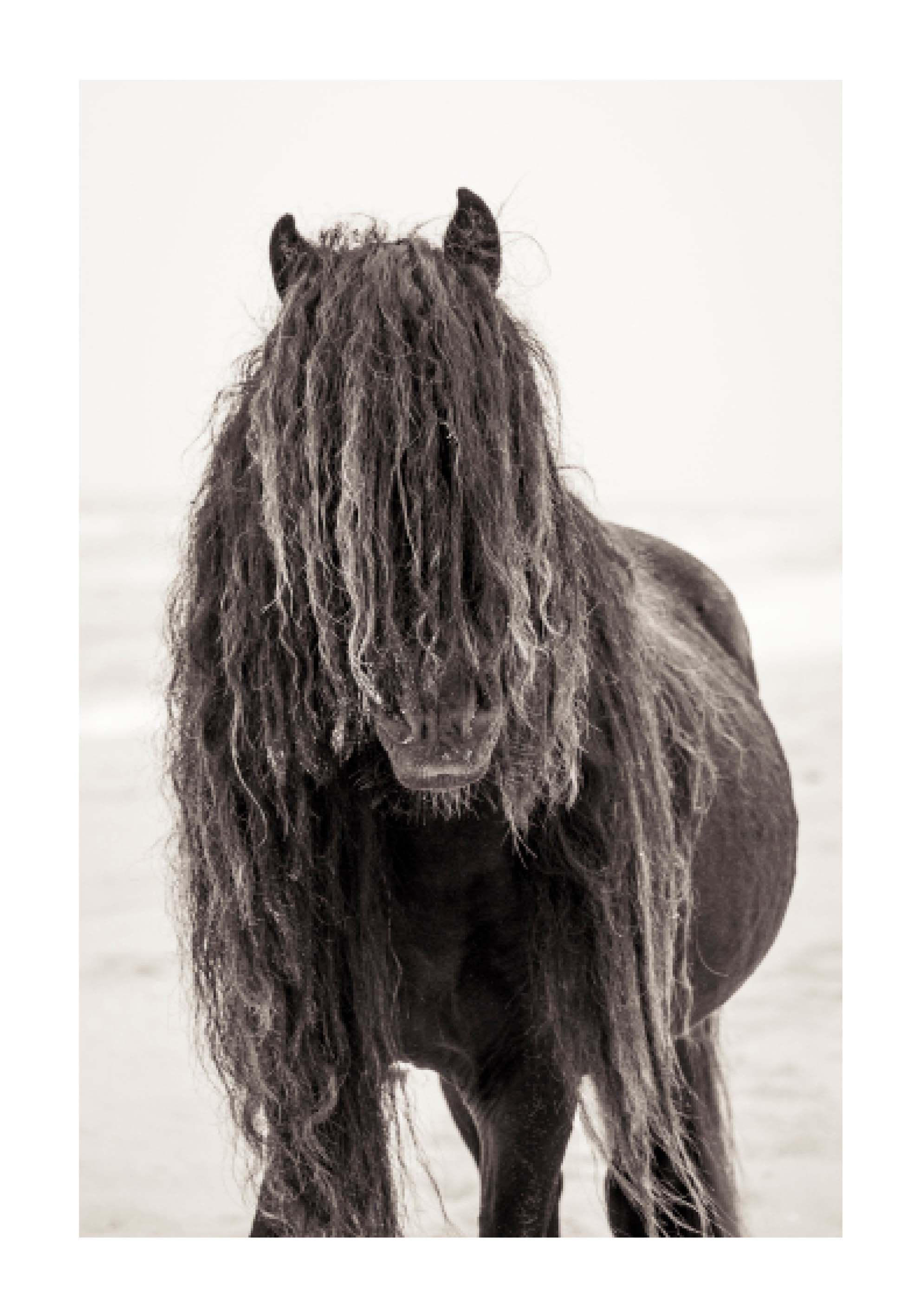 black wild horse on the beach