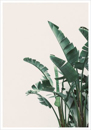 Green palm leaves poster