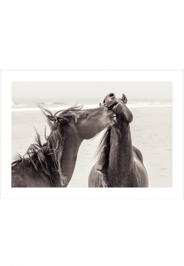 Nice phot of true horse love at the beach