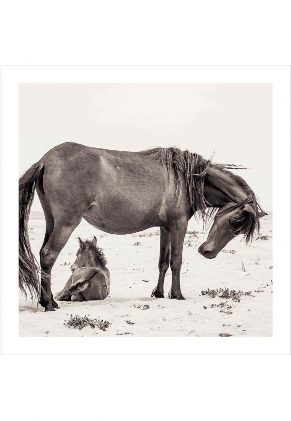 wild horse with foal on a beach
